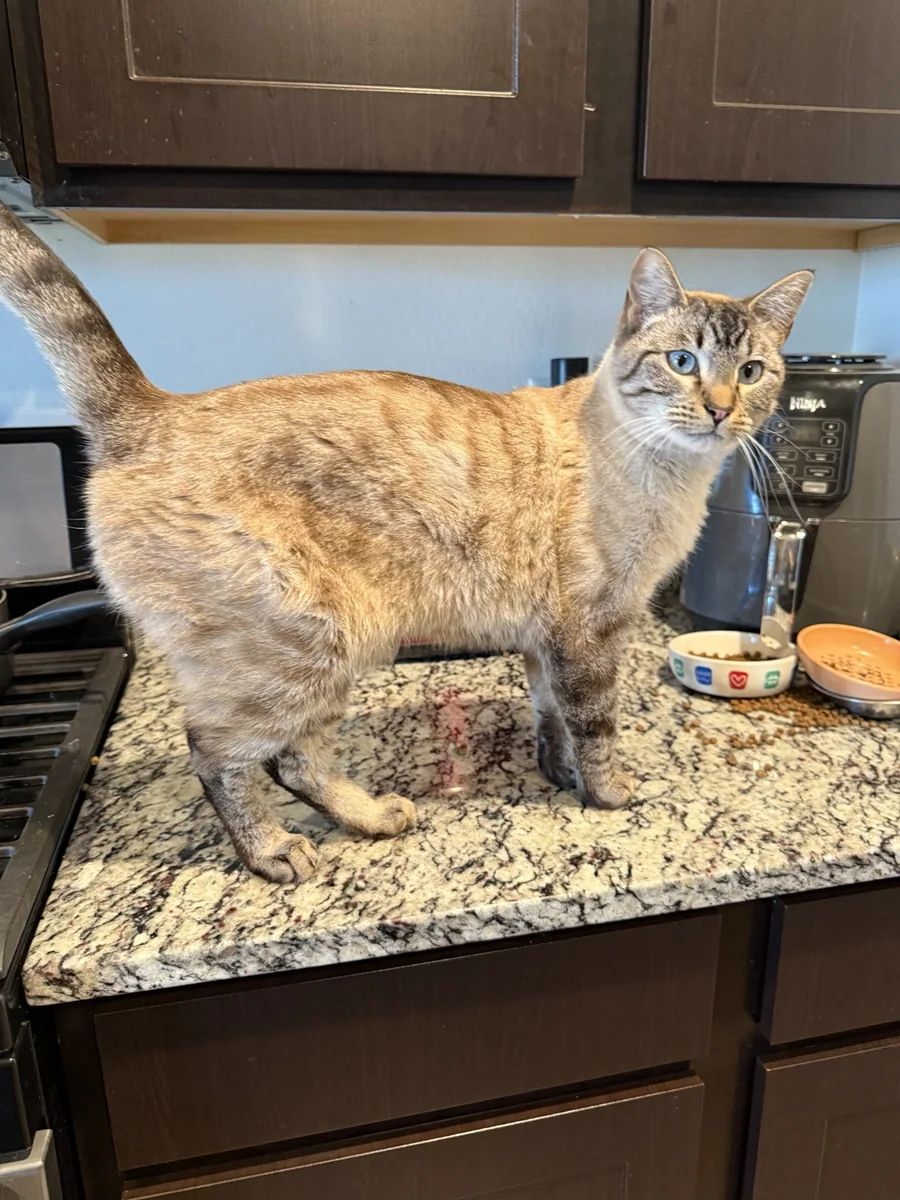 Real rescue cat standing on a kitchen counter
